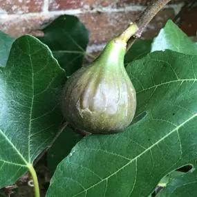 Brown Turkey Fig (Ficus carica Brown Turkey) Img 1